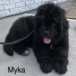 Myka