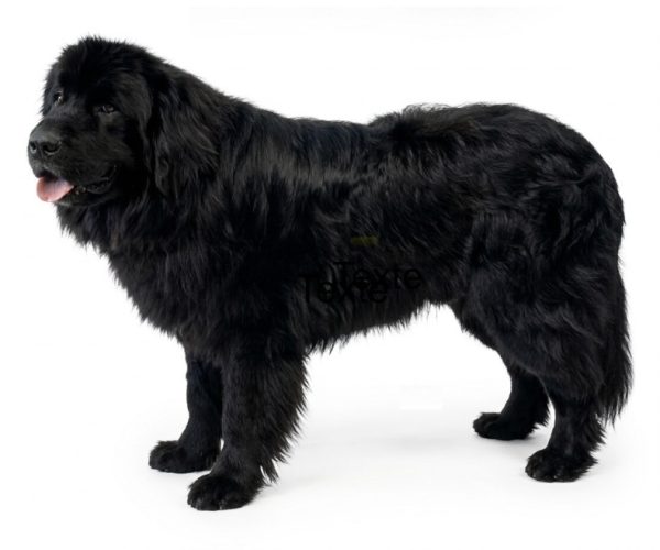 Beardog's Sonny Of Dyer Lake